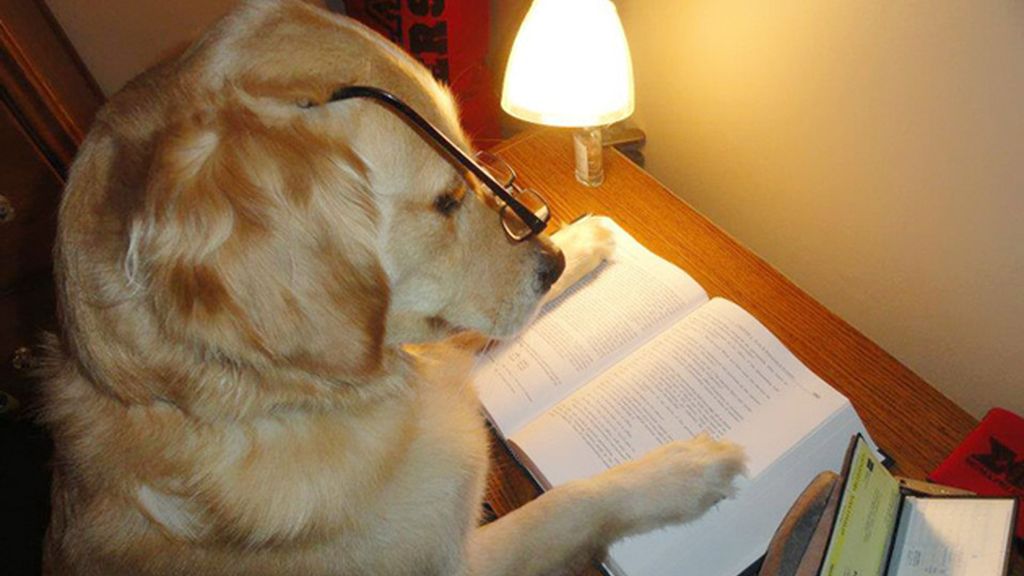 Diviértete con los atuendos más humanos de este perro