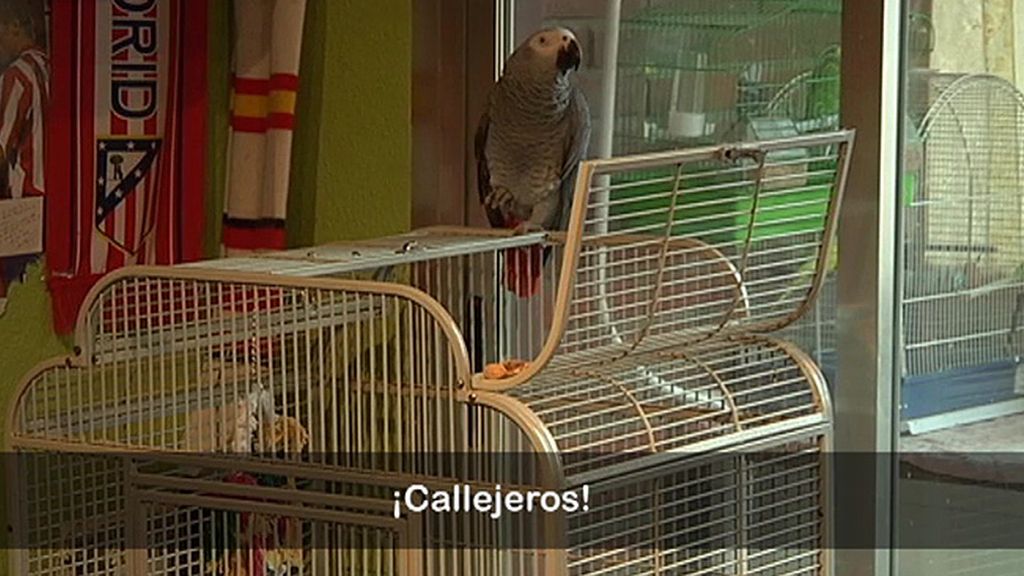 Jabalíes, ciervas, linces, burros, ocas y ponis... unos animales muy domésticos