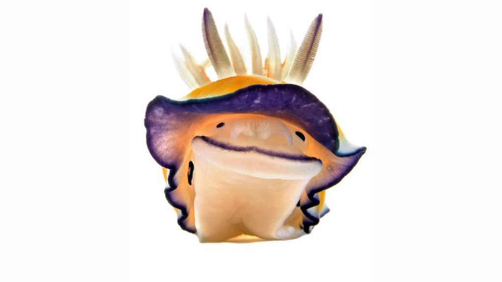 Un nudibranquio Chromodoris en Papúa Nueva Guinea