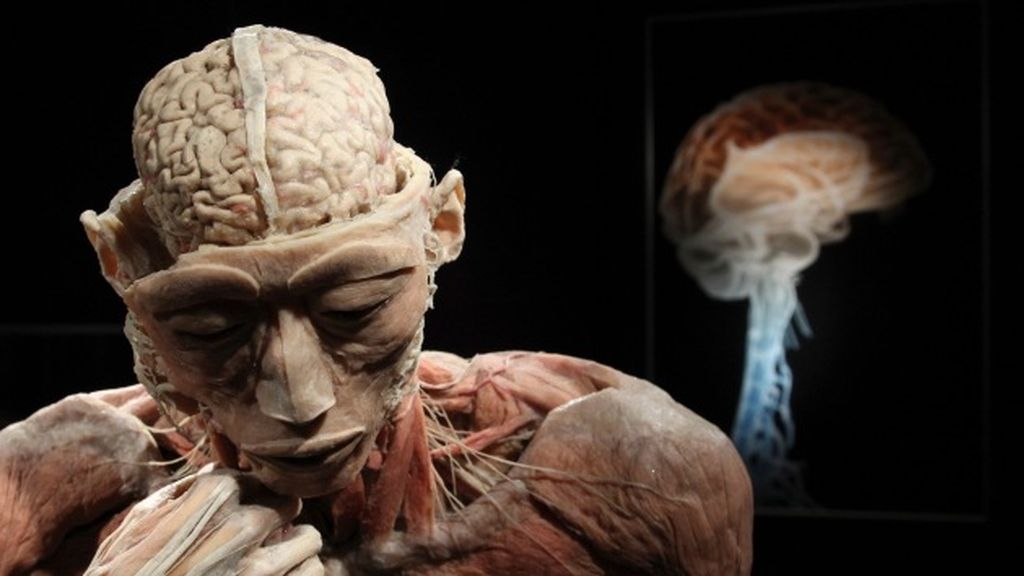 Hallan una zona del cerebro que no envejece