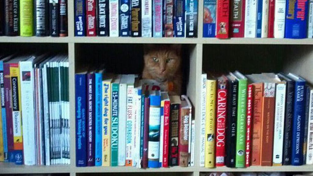 'Creo que he visto un lindo gatito'