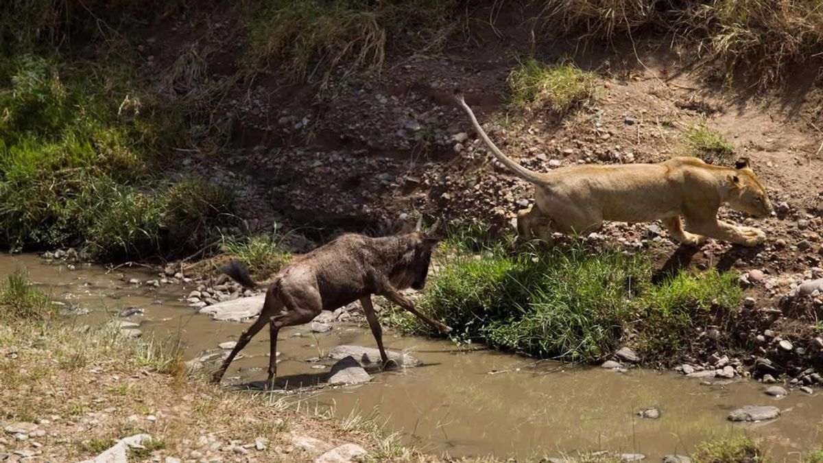 Una leona huye de una cría de ñu que no quería ser cazada en Kenia