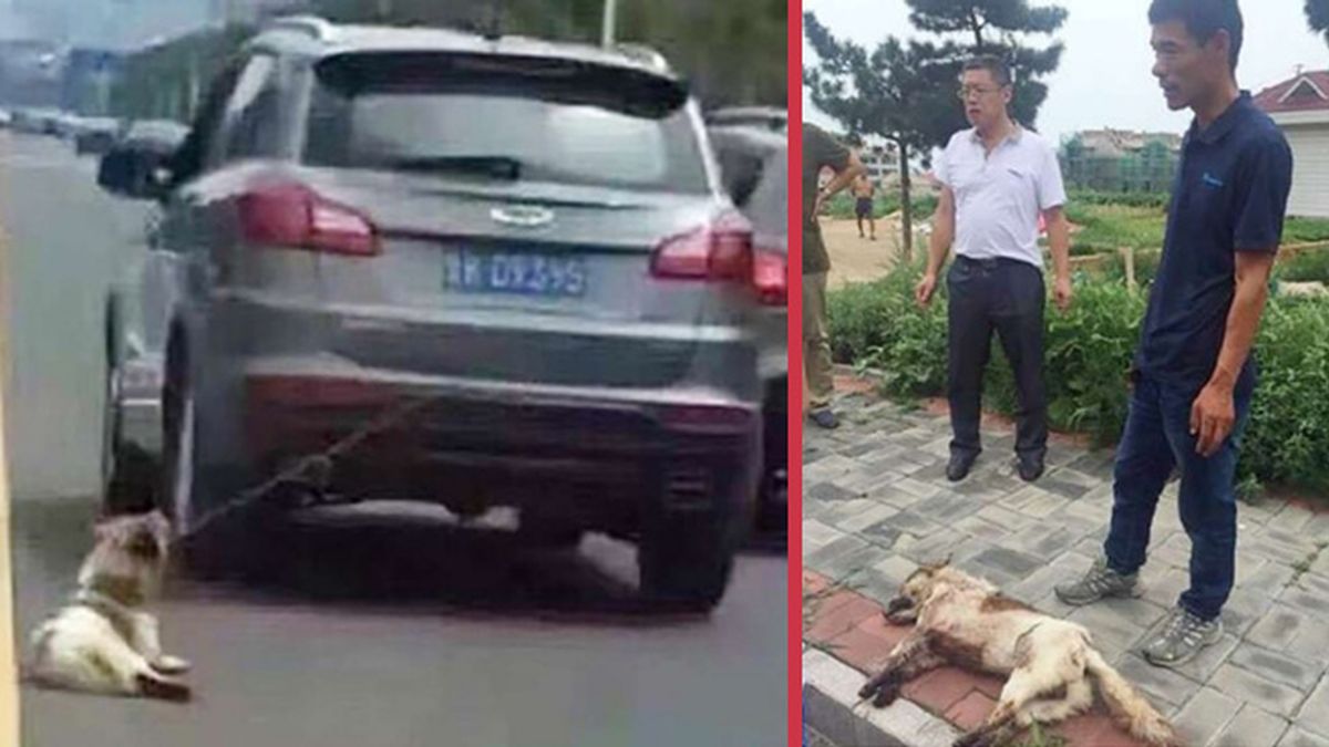 Decenas de chinos intentan linchar a un conductor por arrastrar a su perro por Weihai