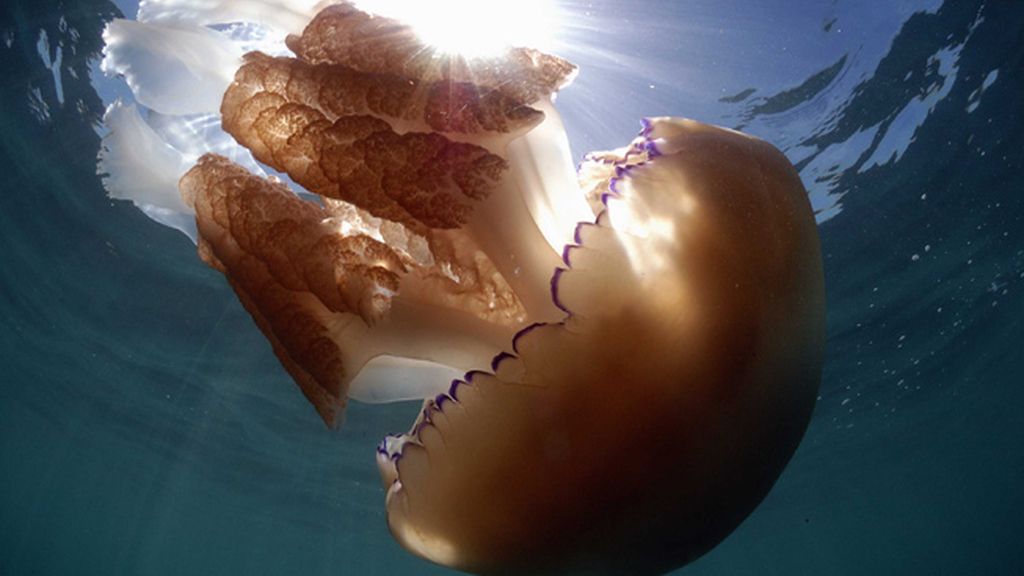 Miden más de metro y medio y pesan unos 30 kilos