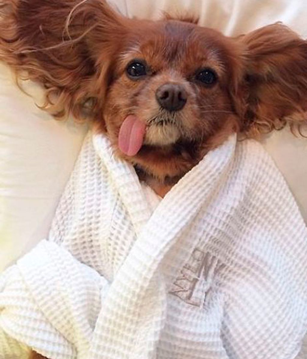 Los mejores momento de Brindis inmortalizados por su dueño