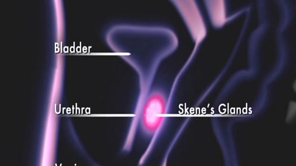 Explicación gráfica del órgano sexual femenino