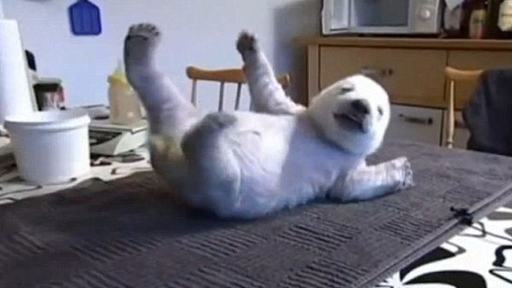 Un cachorro de oso polar en casa
