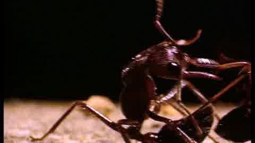 Promo El hormiguero: ¡Vuelve muy pronto!