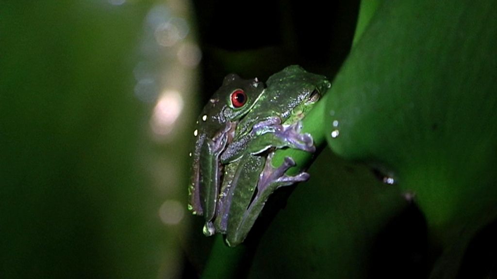 Callejeros Costa Rica