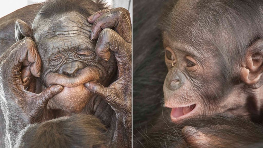 Retratos íntimos en el zoo