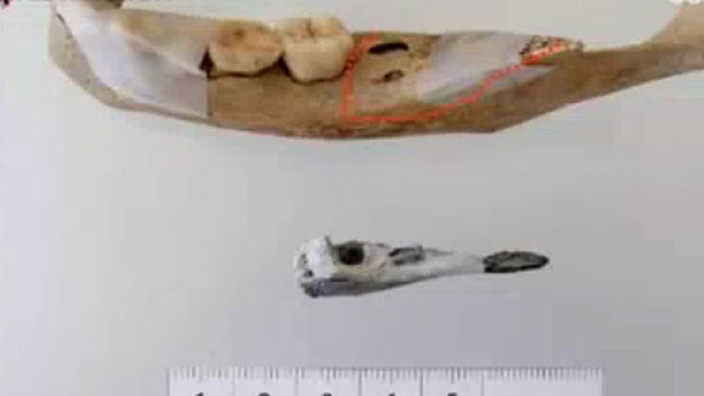 Los restos óseos de Las Quemadillas, foto a foto