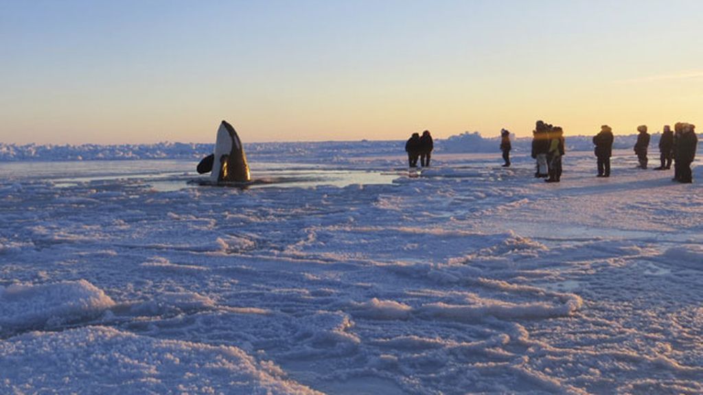 Ballenas atrapadas en el hielo luchan por sobrevivir en Canadá