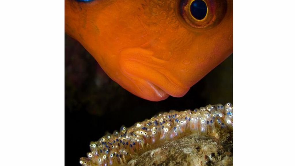Pez payaso macho en la Gran Barrera de Coral, Australia