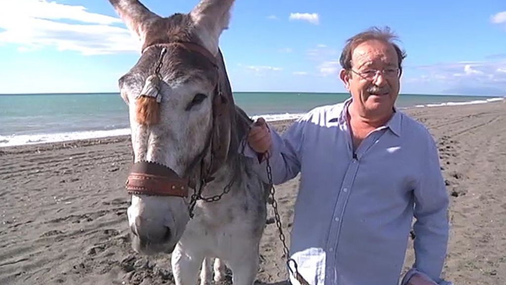 Jabalíes, ciervas, linces, burros, ocas y ponis... unos animales muy domésticos