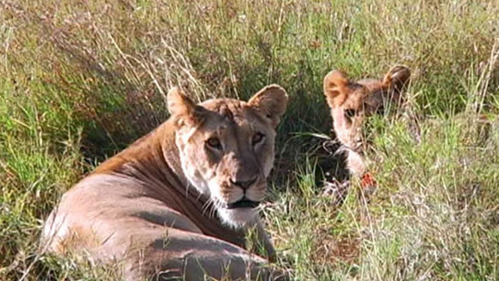La fauna de Kenia es una de las más ricas de África