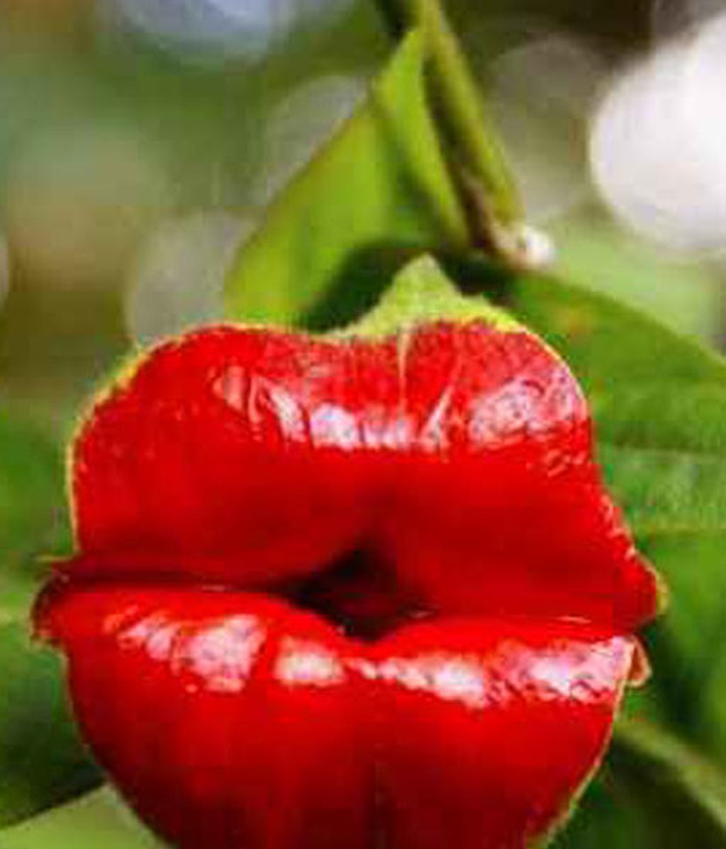 Formas que se esconden en flores