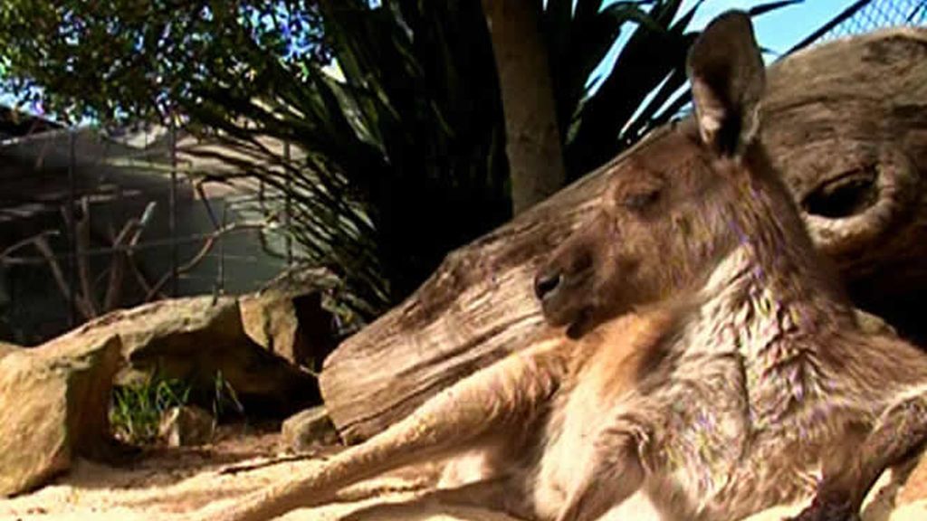 Otro símbolo de Sidney: el canguro
