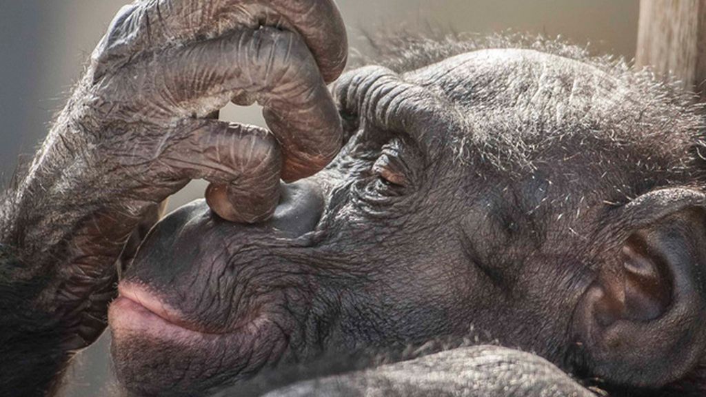 Retratos íntimos en el zoo