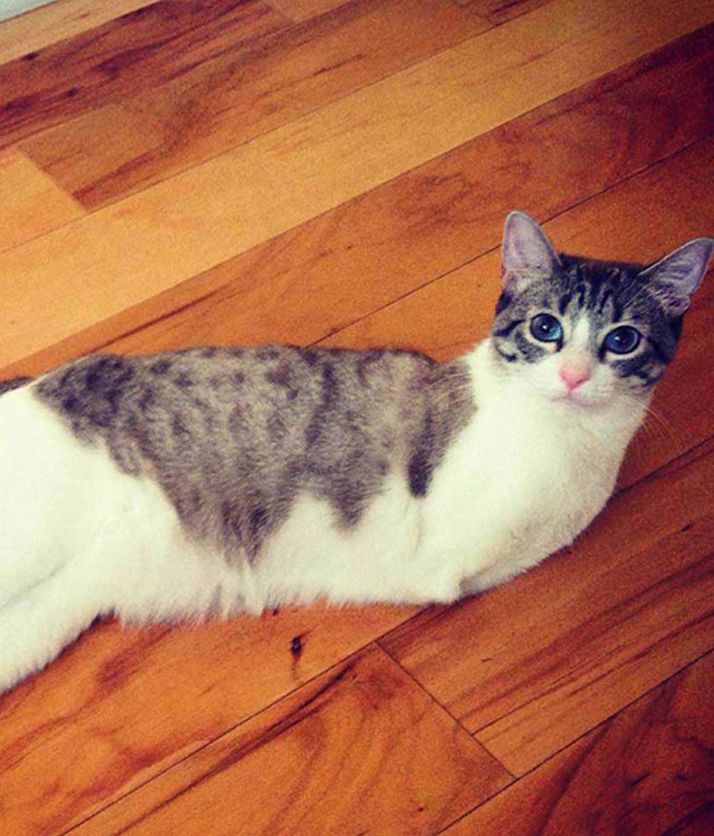 Un gato con dos patas, el rey de Instagram