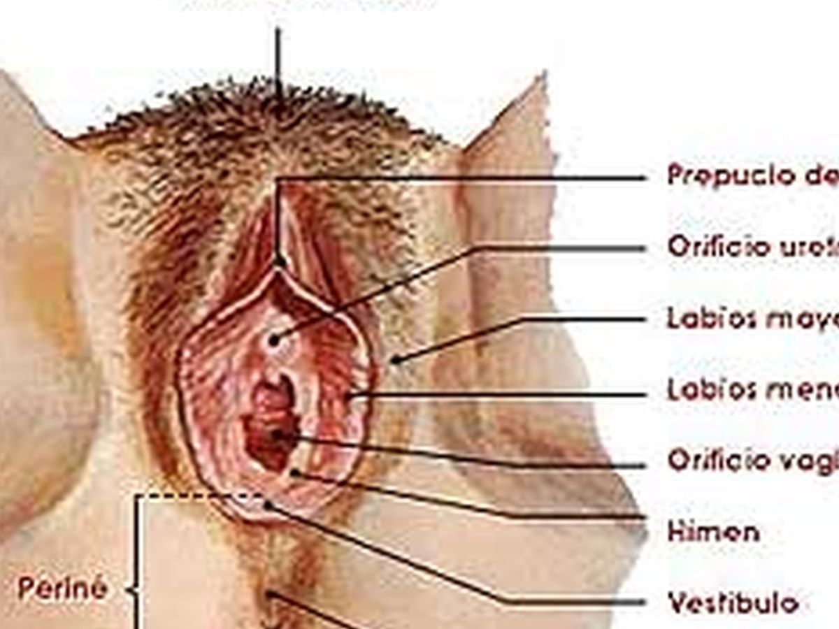 Anatomía de la vulva