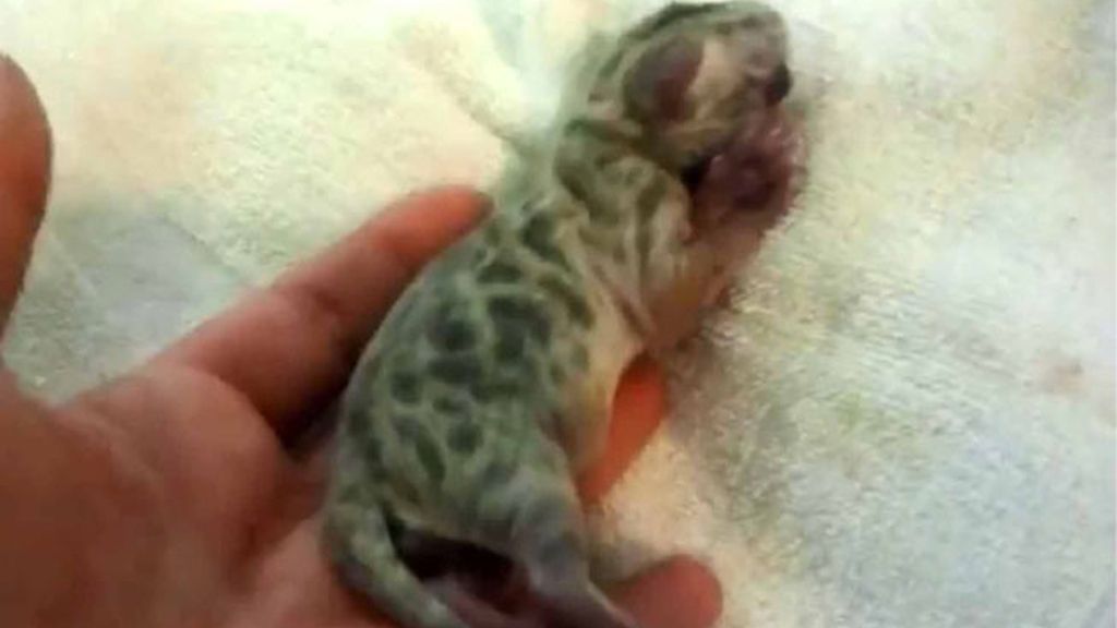 El gato que nació con un ojo y sin nariz