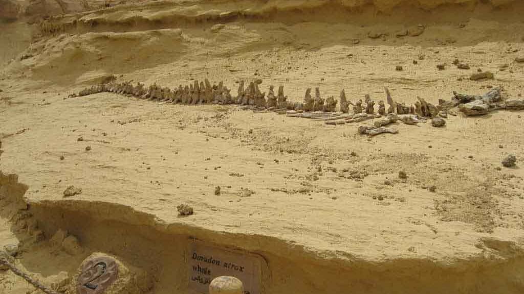 El valle de las ballenas... en Egipto