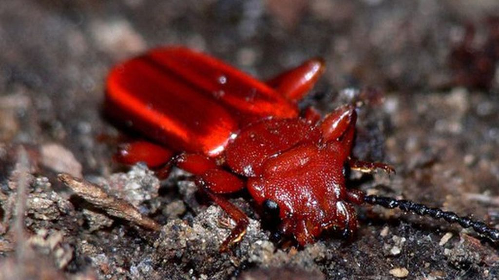 El escarabajo rojo descortezador