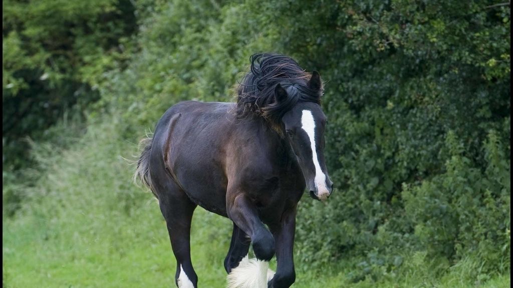 Caballo salvaje