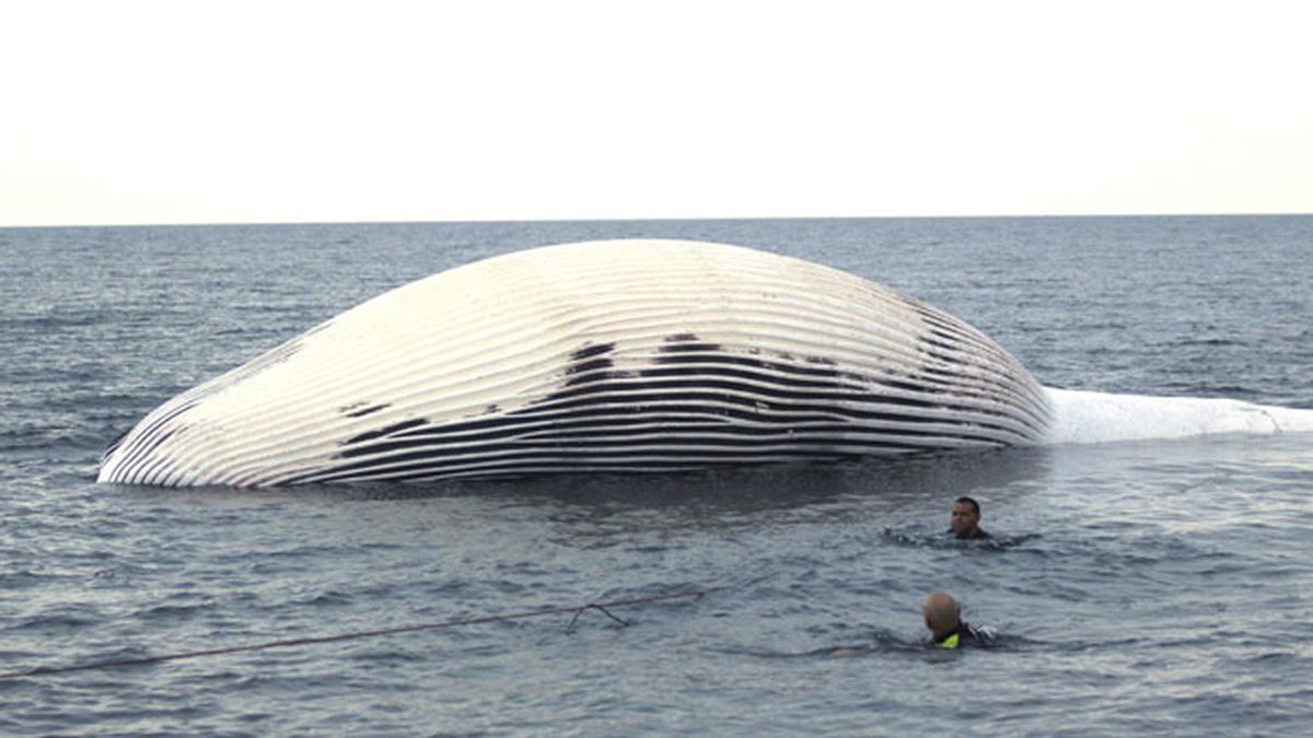 Rescatado el cuerpo sin vida de un cetáceo de 16 metros de largo Almería
