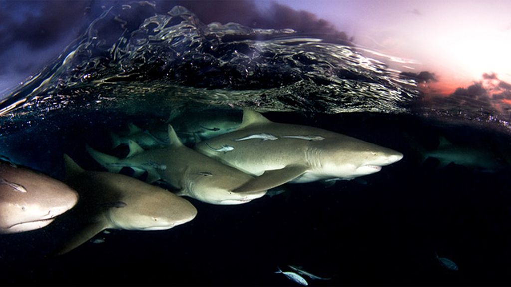 Increíbles imágenes del mundo salvaje