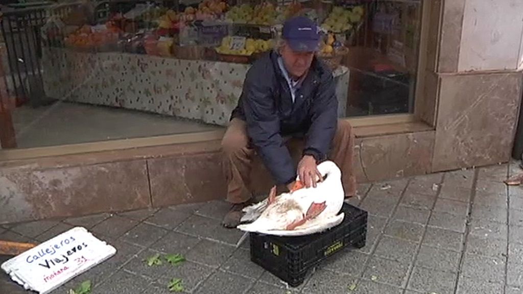 Jabalíes, ciervas, linces, burros, ocas y ponis... unos animales muy domésticos