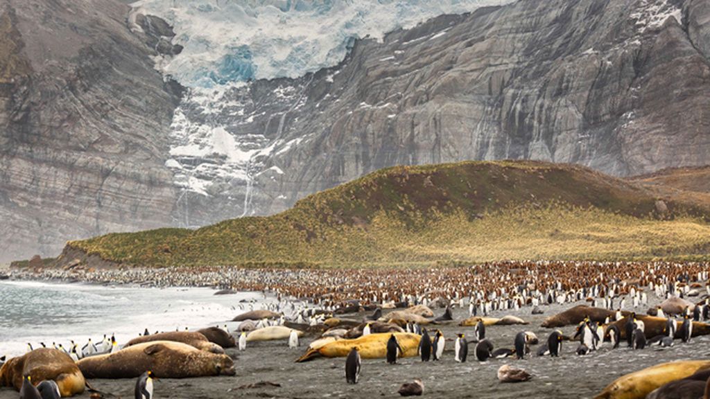 La cópula de un elefante marino