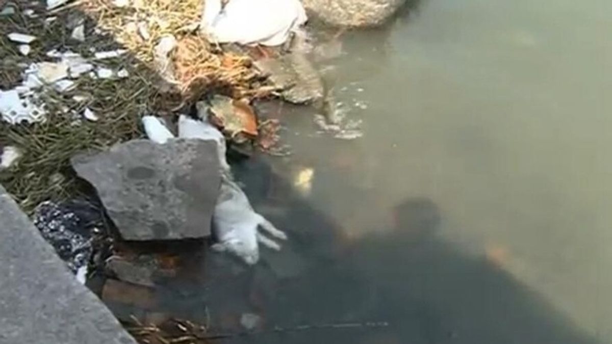 Cerdos muertos en un río chino