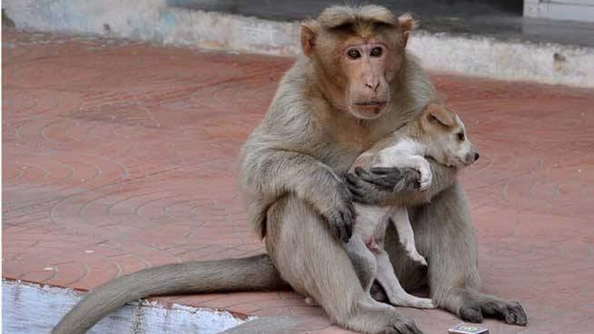 Un mono adopta a un perrito