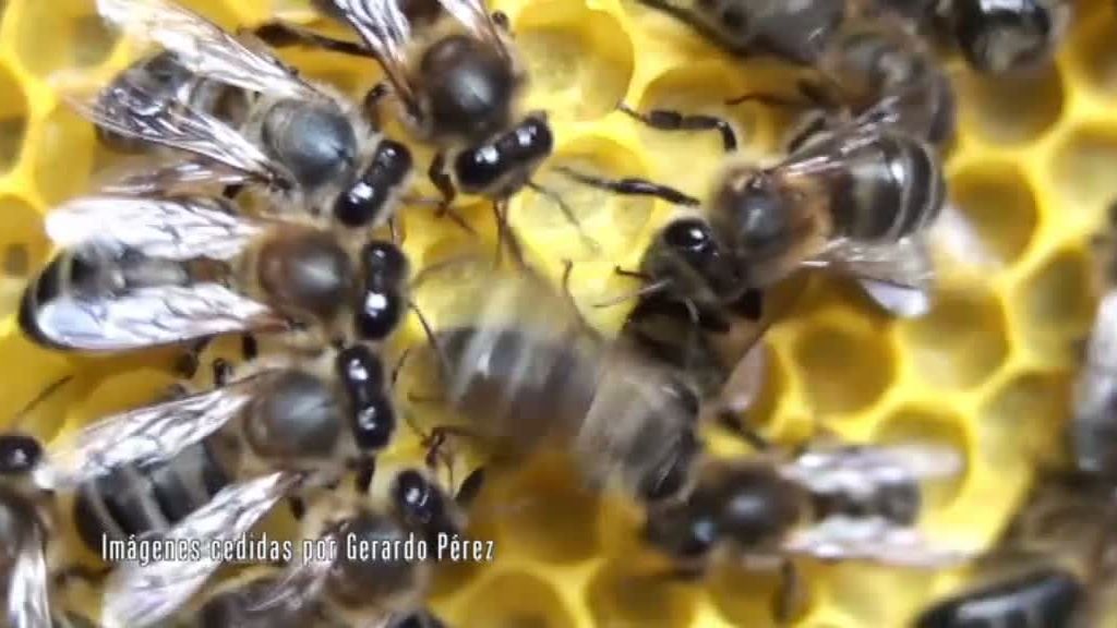 La selva en casa, Programa 4