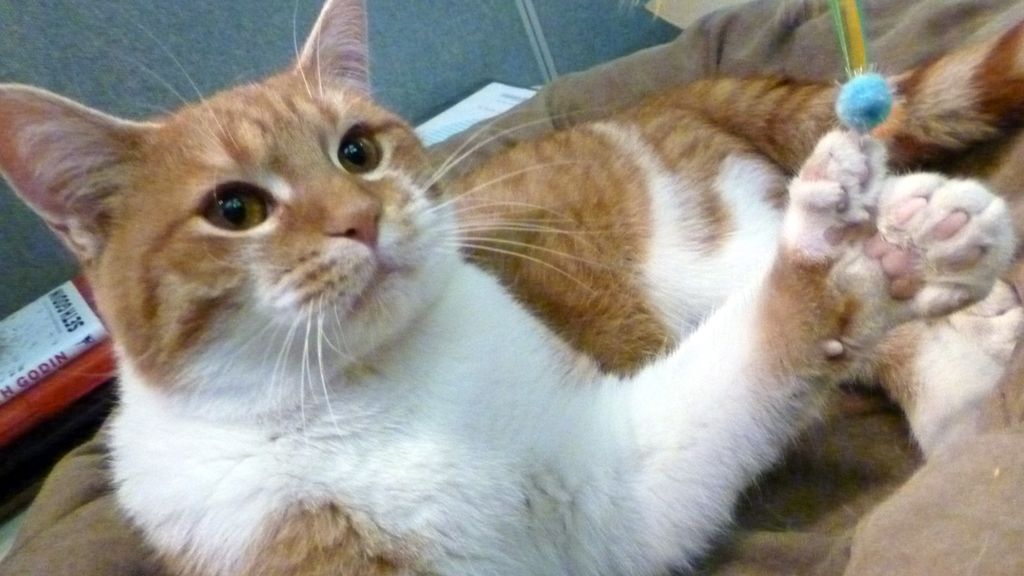 El gato polidáctico