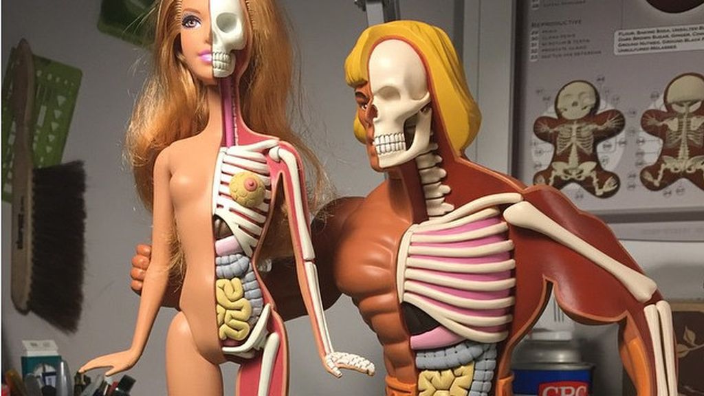 Así sería el interior de Barbie y He-Man si fuesen de carne y hueso