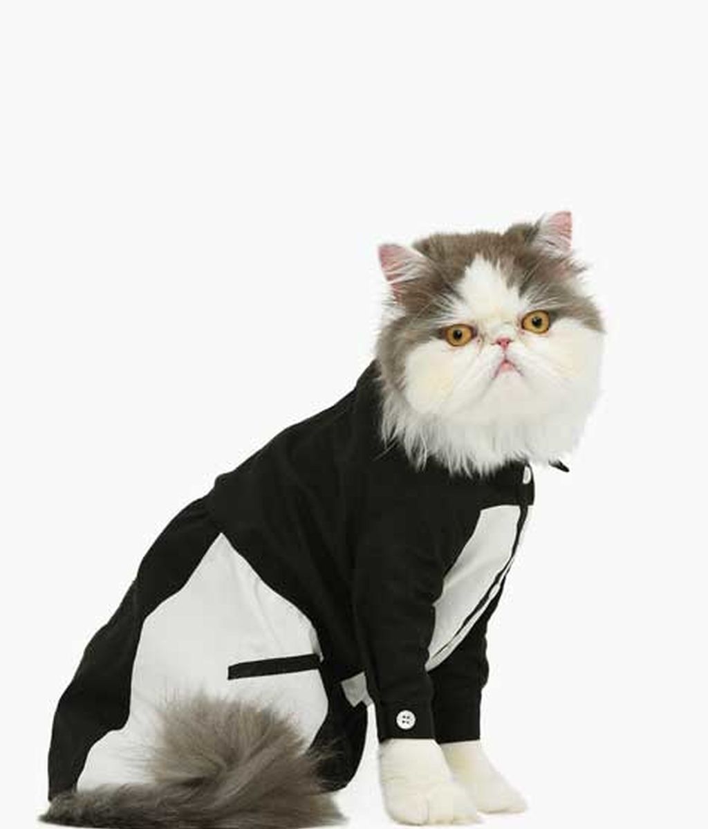 El lado más 'fashion' de los gatos