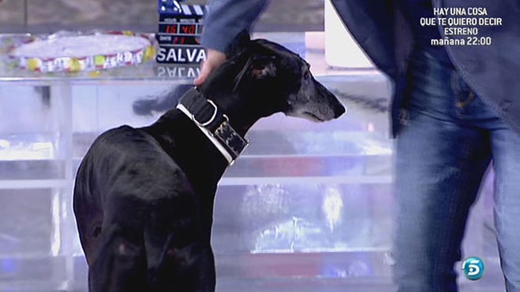 Sálvame denuncia el maltrato a los animales