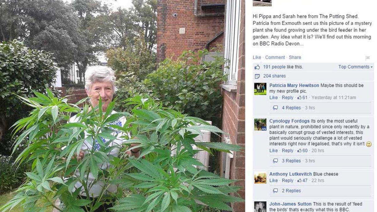 Británica se entera por Facebook de que la planta rara que creció en su jardín es marihuana