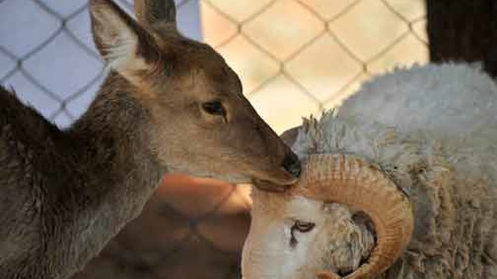 Cariño animal