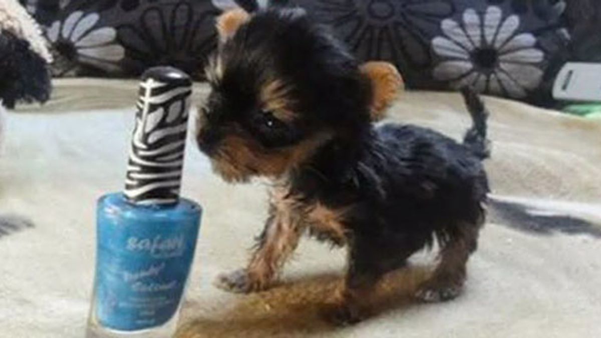 El perro más pequeño del mundo. Foto: Mediaset España El perro más pequeño del mundo. Foto: Mediaset España