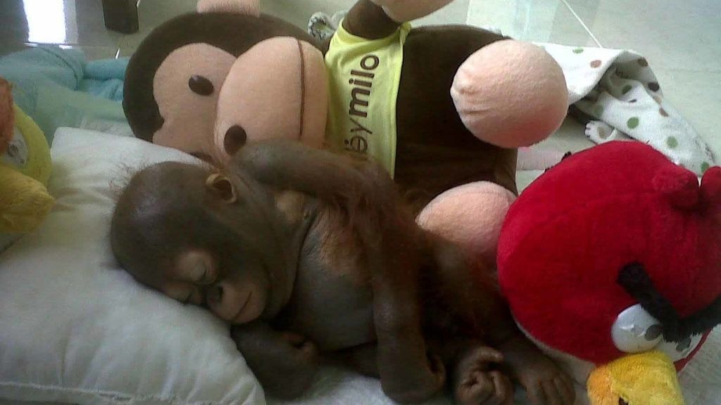 Separados de su madre al nacer, crecen al calor de un juguete