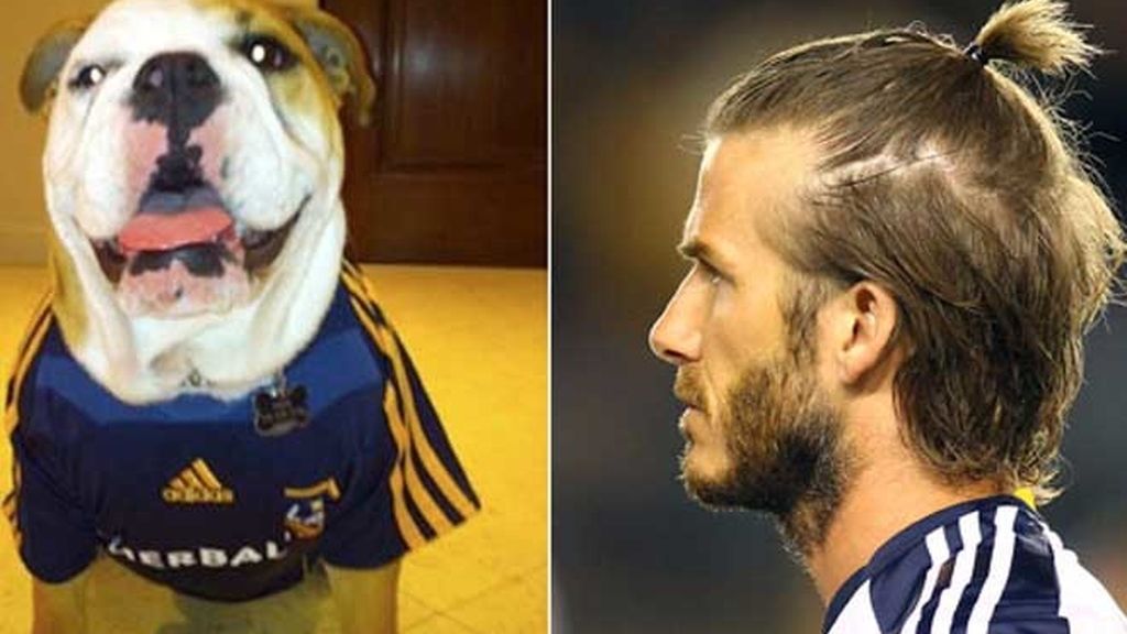 El mejor amigo del futbolista