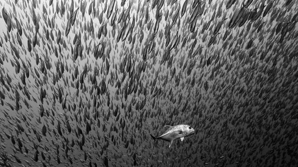 La depredación cercana y personal