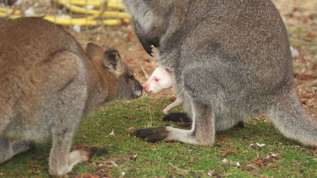 Nace un canguro albino en un parque natural británico