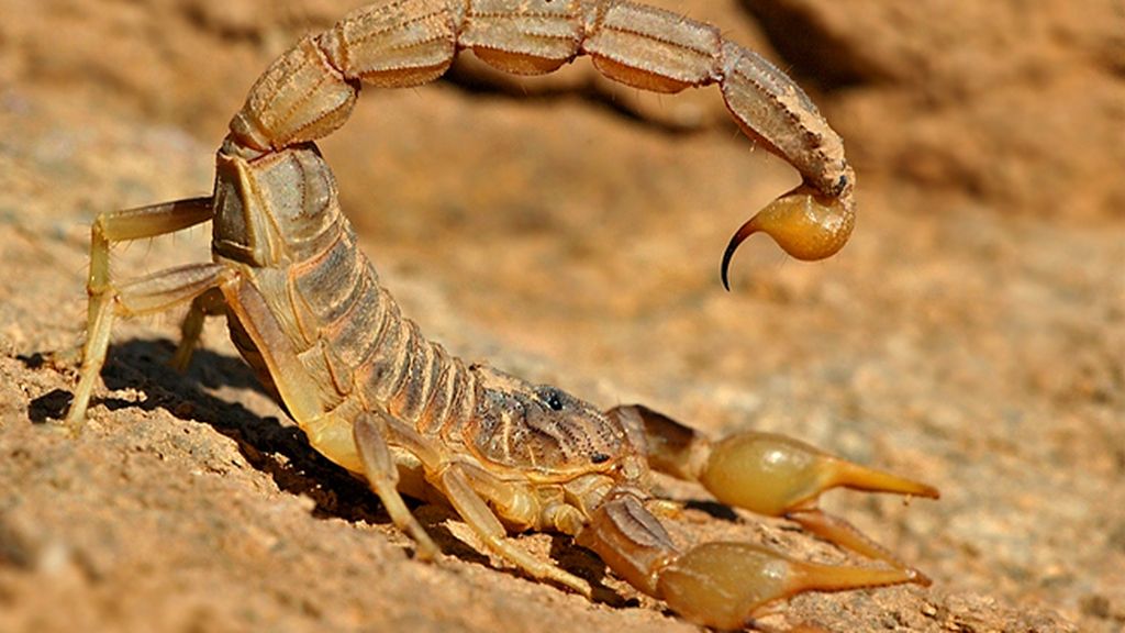 Las 10 picaduras más dolorosas 'made in Spain'
