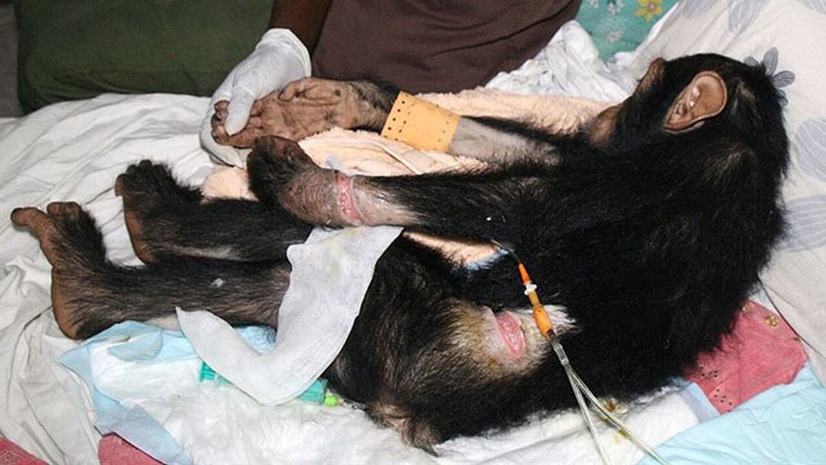 Liberan un chimpancé que fue rescatado de manos de los traficantes ilegales