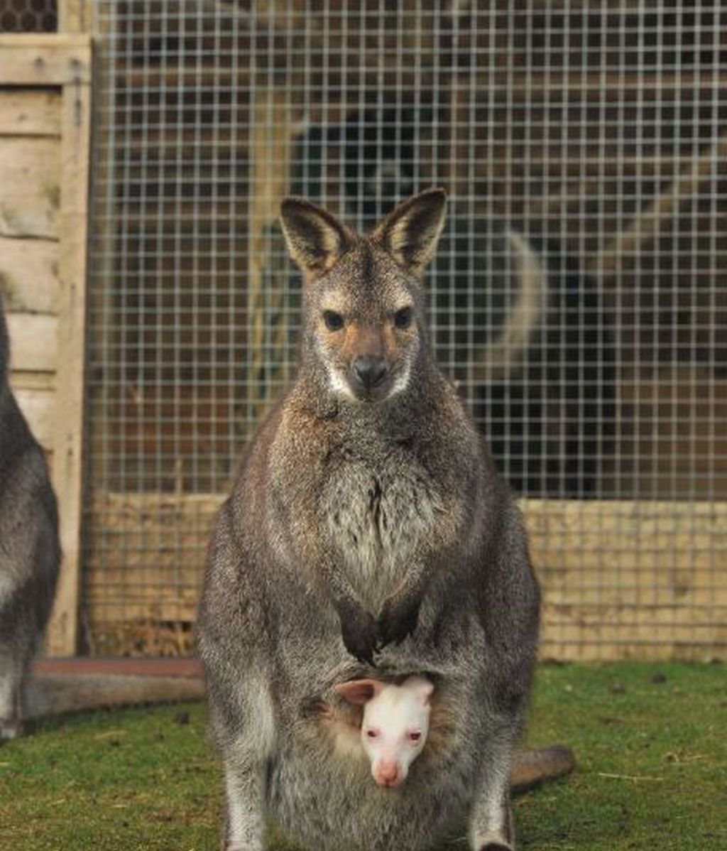 Nace un canguro albino en un parque natural británico
