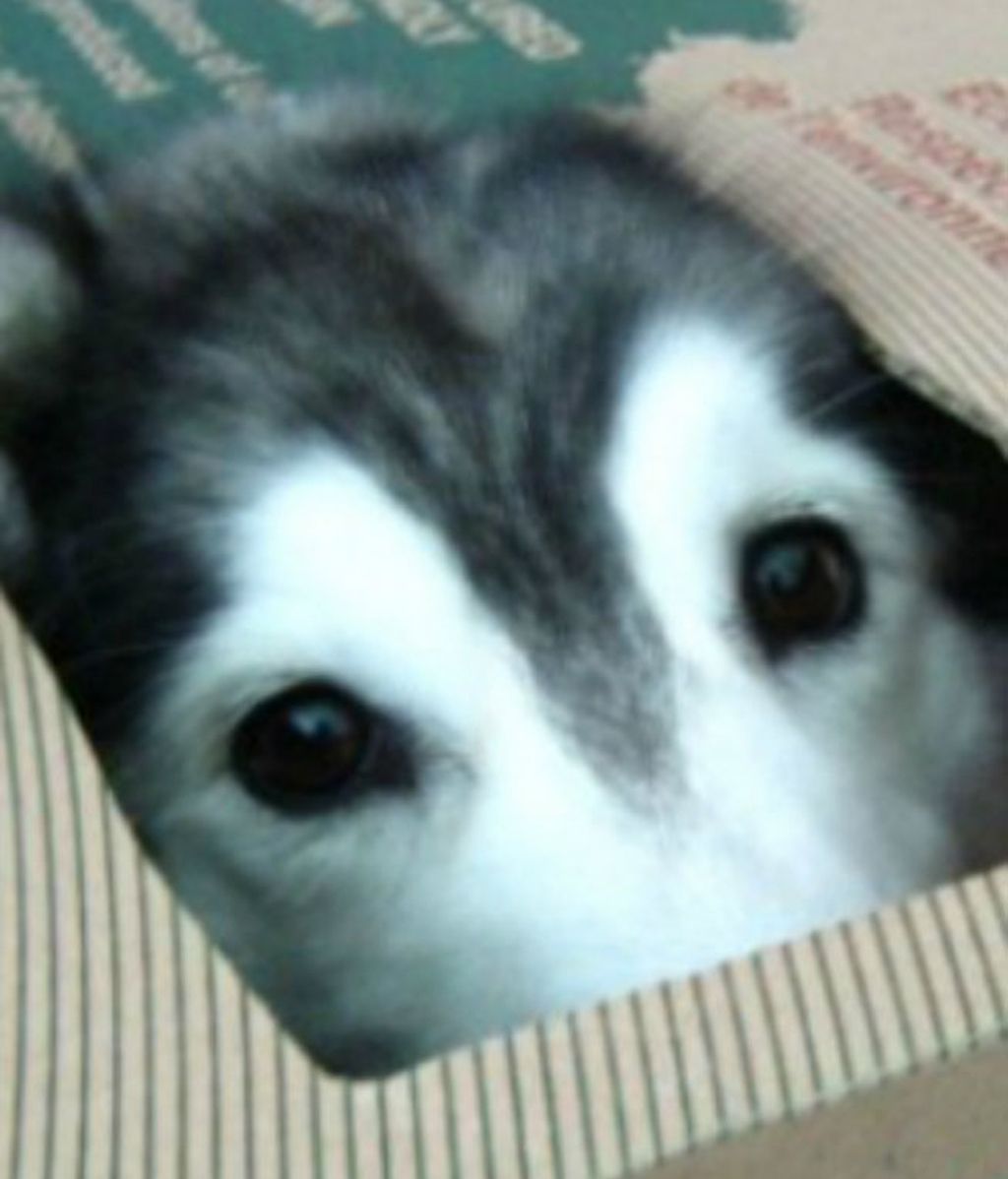 Fue criado por una gata